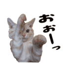 かわいい子猫のオノマトペスタンプ（個別スタンプ：2）