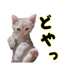 かわいい子猫のオノマトペスタンプ（個別スタンプ：8）