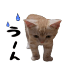 かわいい子猫のオノマトペスタンプ（個別スタンプ：10）