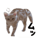 かわいい子猫のオノマトペスタンプ（個別スタンプ：16）