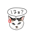 猫の絵スタンプ。（個別スタンプ：16）