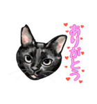 猫の絵スタンプ。（個別スタンプ：17）