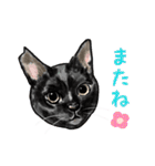 猫の絵スタンプ。（個別スタンプ：19）