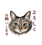 猫の絵スタンプ。（個別スタンプ：20）