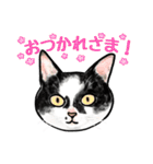 猫の絵スタンプ。（個別スタンプ：23）