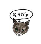 猫の絵スタンプ。（個別スタンプ：40）