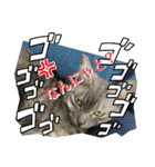 兄妹にゃんず3（個別スタンプ：4）