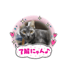 兄妹にゃんず3（個別スタンプ：12）