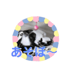 兄妹にゃんず3（個別スタンプ：16）