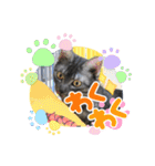 兄妹にゃんず3（個別スタンプ：17）