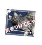 兄妹にゃんず3（個別スタンプ：18）