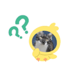 兄妹にゃんず3（個別スタンプ：20）