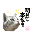 実写♡ねこ 毎日使える♡（個別スタンプ：1）