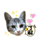 実写♡ねこ 毎日使える♡（個別スタンプ：8）