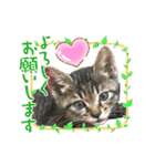 実写♡ねこ 毎日使える♡（個別スタンプ：13）