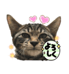 実写♡ねこ 毎日使える♡（個別スタンプ：14）