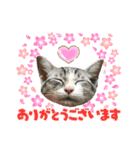 実写♡ねこ 毎日使える♡（個別スタンプ：15）