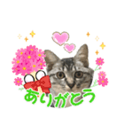 実写♡ねこ 毎日使える♡（個別スタンプ：16）