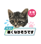 実写♡ねこ 毎日使える♡（個別スタンプ：32）