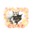 実写♡ねこ 毎日使える♡（個別スタンプ：38）