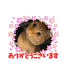 パパとぺぺ 3（個別スタンプ：7）