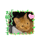 パパとぺぺ 3（個別スタンプ：14）