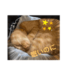 パパとぺぺ 3（個別スタンプ：16）