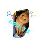 パパとぺぺ 3（個別スタンプ：21）