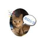 パパとぺぺ 3（個別スタンプ：32）