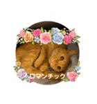 パパとぺぺ 3（個別スタンプ：35）
