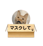 パパとぺぺ 3（個別スタンプ：38）