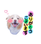 ボーダーコリー『ぷらむ』（個別スタンプ：4）