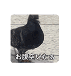 二階堂の愉快な仲間達 Vol.1（個別スタンプ：24）