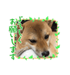 柴犬 ころなちゃん（個別スタンプ：2）