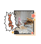 柴犬 ころなちゃん（個別スタンプ：10）