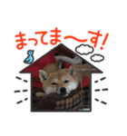 柴犬 ころなちゃん（個別スタンプ：13）