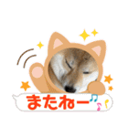 柴犬 ころなちゃん（個別スタンプ：16）