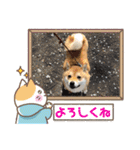 柴犬 ころなちゃん（個別スタンプ：19）