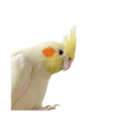 うちのカワイイちびっこたちPart14（個別スタンプ：5）