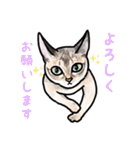 猫の絵、犬の絵スタンプ。（個別スタンプ：14）