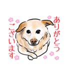 猫の絵、犬の絵スタンプ。（個別スタンプ：16）