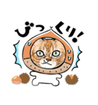 猫の絵、犬の絵スタンプ。（個別スタンプ：26）