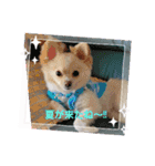 LUNA＆SEAだワン！！会話もっともっと楽しんで（個別スタンプ：3）