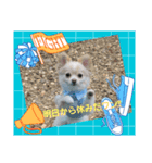 LUNA＆SEAだワン！！会話もっともっと楽しんで（個別スタンプ：9）