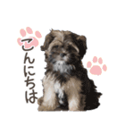 愛犬ナナちゃん（個別スタンプ：32）