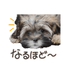 愛犬ナナちゃん（個別スタンプ：35）