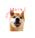 柴犬カイのデイリーライフ（個別スタンプ：1）