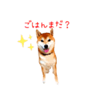 柴犬カイのデイリーライフ（個別スタンプ：3）