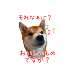 柴犬カイのデイリーライフ（個別スタンプ：4）