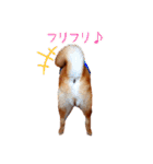 柴犬カイのデイリーライフ（個別スタンプ：12）